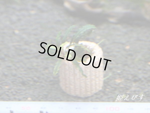 画像2: ブセファランドラｓｐブラックベルベット（リングろ材付）No.18024 (2)