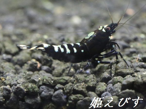 画像3: ブラックカオス　フィッシュボーンＴｙｐｅ　１匹 (3)