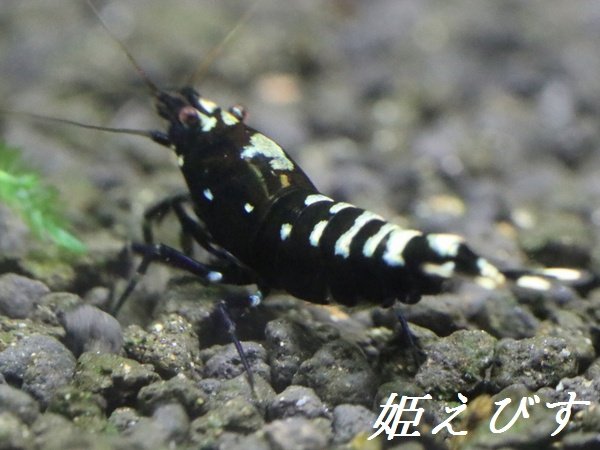 画像2: ブラックカオス　フィッシュボーンＴｙｐｅ　１匹 (2)