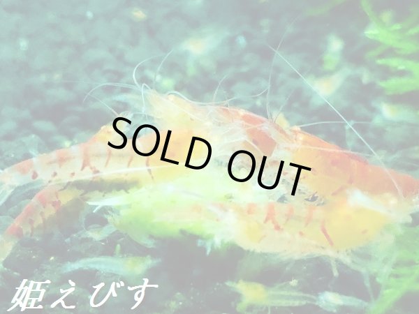 画像2: レッドサンダーゴールデンアイ　４匹セット (2)