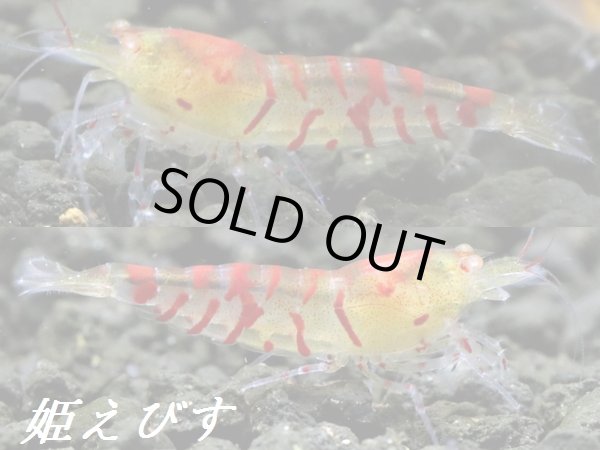 画像3: レッドサンダーゴールデンアイ　４匹セット (3)