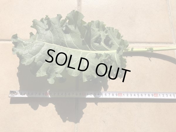 画像2: 【農薬不使用】プチヴェール生葉 ５００ｇ入 　農場直送いたします (2)