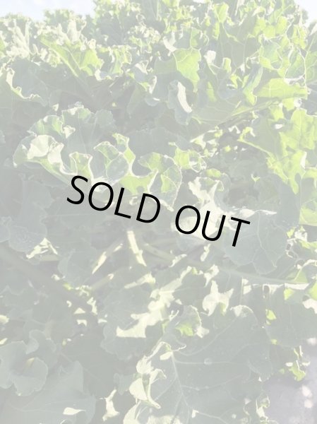 画像4: 【農薬不使用】プチヴェール生葉 ５００ｇ入 　農場直送いたします (4)