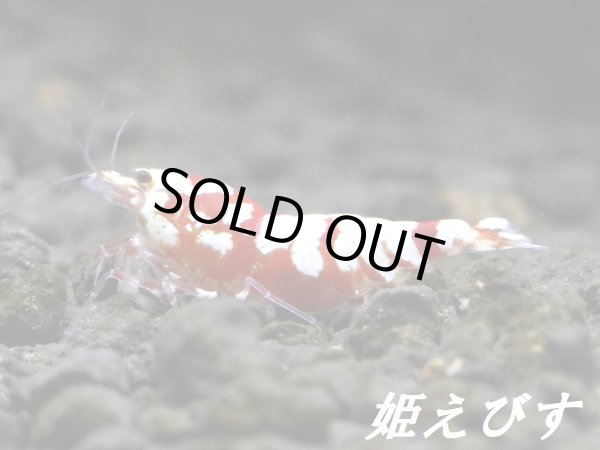 画像2: SARASA　Tiger（サラサタイガー）抱卵♀【その弐】 (2)