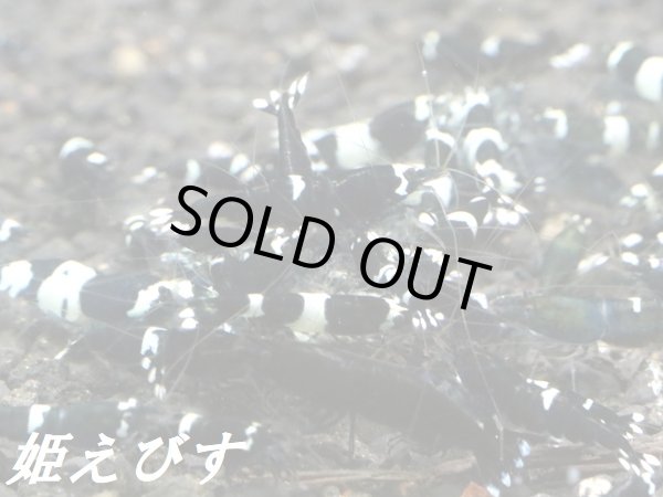 画像2: ブラックシャドー（１０匹セット） (2)