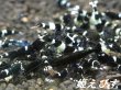 画像1: ブラックシャドー（５匹セット） (1)