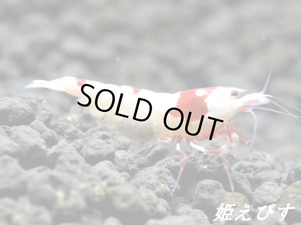 画像2: レッドビーシュリンプ【緋桜:Akezakura】 抱卵♀ (2)