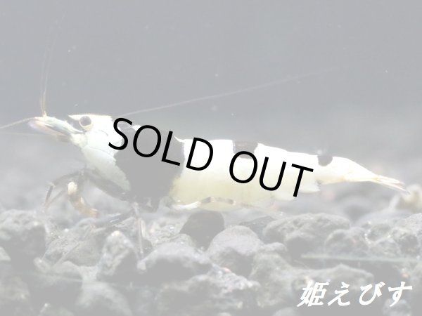 画像2: ブラックビーシュリンプ【蝦姫】　ペア＝２匹＜ブルーフェイス血統＞ (2)