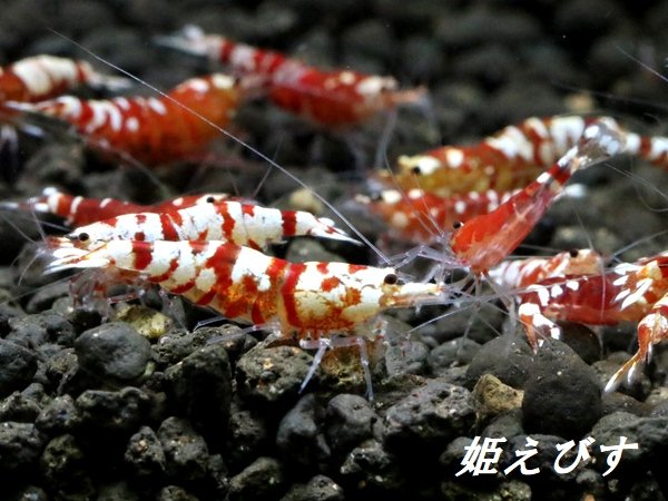 画像2: ＜送料無料！＞レッドファンシータイガー　５匹セット (2)