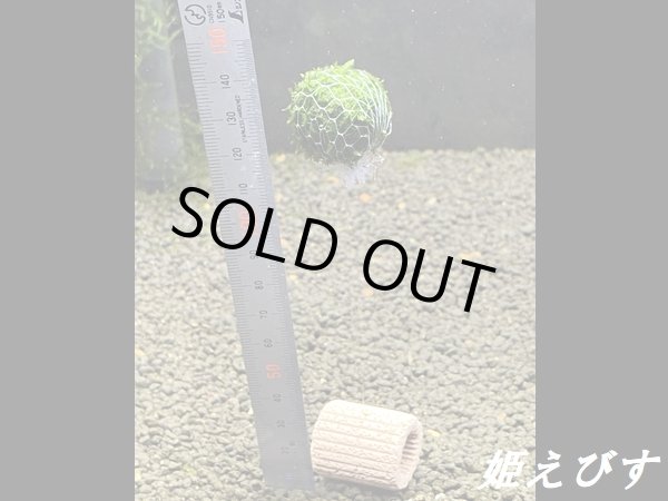 画像2: モスバルーン（巻きたて）　１個 (2)