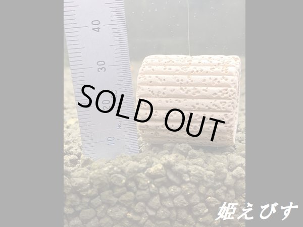 画像3: モスバルーン（巻きたて）　１個 (3)