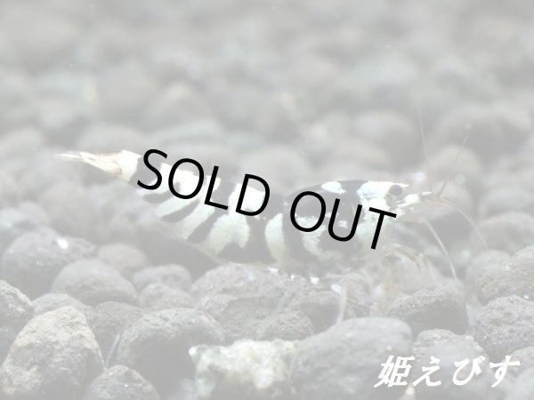 画像2: BLACK SARASA Tiger（ブラックサラサタイガー）ペア＝２匹　＜その弐＞ (2)