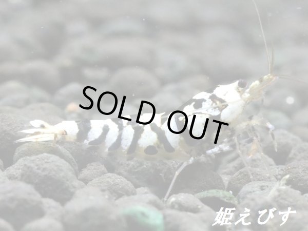 画像4: BLACK SARASA Tiger（ブラックサラサタイガー）ペア＝２匹　＜その弐＞ (4)