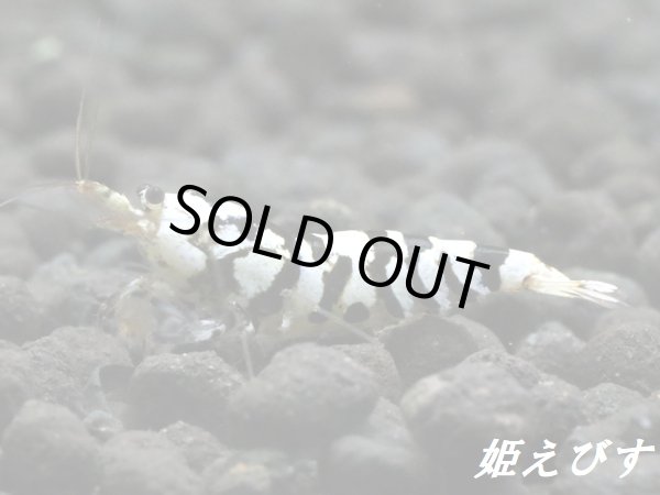 画像3: BLACK SARASA Tiger（ブラックサラサタイガー）ペア＝２匹　＜その弐＞ (3)