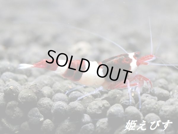 画像3: 【姫えびす血統】レッドシャドー・ルージュ　抱卵ペア＝２匹　[色乗り抜群！黒墨ボディー！！] (3)