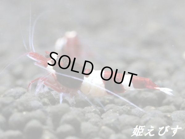 画像4: 【姫えびす血統】レッドシャドー・ルージュ　抱卵ペア＝２匹　[色乗り抜群！黒墨ボディー！！] (4)