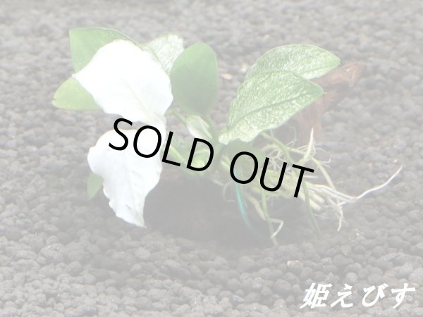 アヌビアスsp.ホワイトナナ斑入り(流木付)<その弐> - 姫 アヌビアスsp.ホワイトナナ斑入り(流木付)<その弐> - 姫