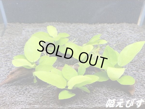 画像2: ＜形状おまかせ＞流木付　アヌビアスｓｐ．ゴールデンナナ　（１個） (2)