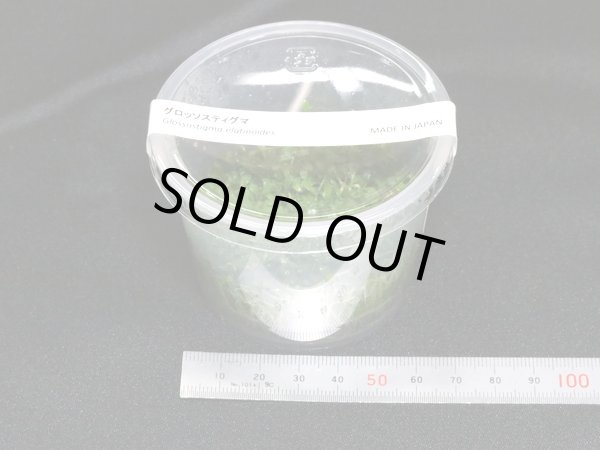 画像2: 組織培養　グロッソスティグマ　国産品（無農薬：１カップ） (2)