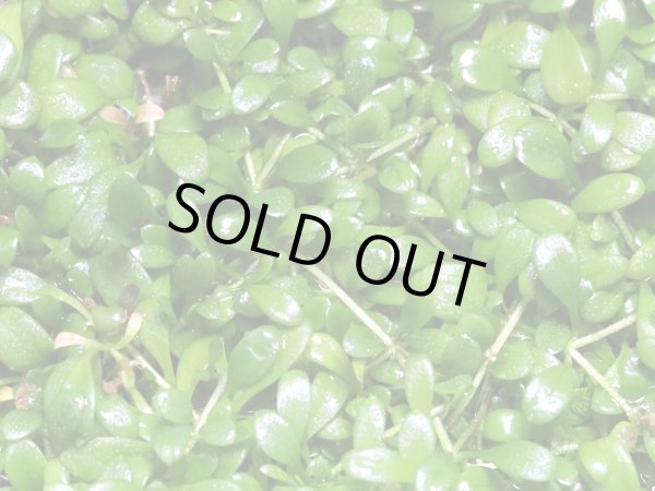 画像3: 組織培養　グロッソスティグマ　国産品（無農薬：１カップ） (3)