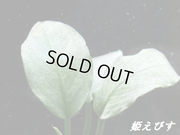 画像3: ＜形状おまかせ＞流木付　アヌビアスｓｐ．ジェイド（水上葉）　（１個） (3)