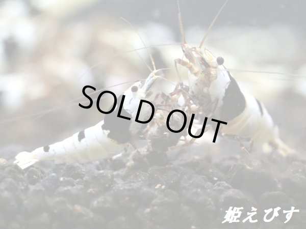 画像3: ＜新作！＞ブラックビーシュリンプ　【墨桜：Sumizakura】５匹セット (3)