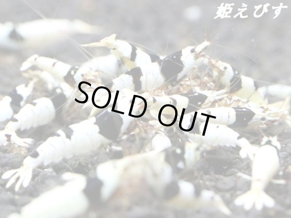 画像1: ＜新作！＞ブラックビーシュリンプ　【墨桜：Sumizakura】５匹セット (1)