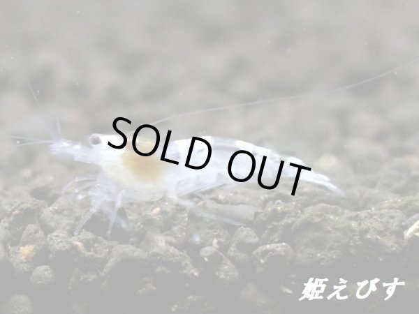 画像4: ゴーストシャドー　繁殖１０匹セット (4)