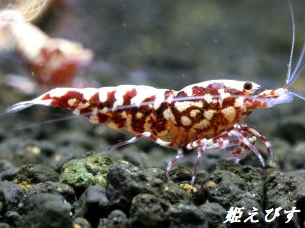 画像4: Red Galaxy Fishborn（レッドカオス系統）２ペア＝４匹　（ミドル-ハイグレード水槽よりチョイスします） (4)
