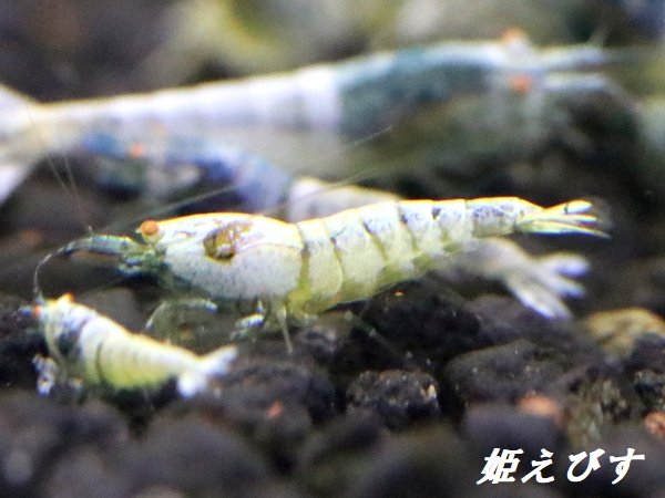 画像3: ECLIPSE turquoise(エクリプスターコイズ）　若個体 (3)