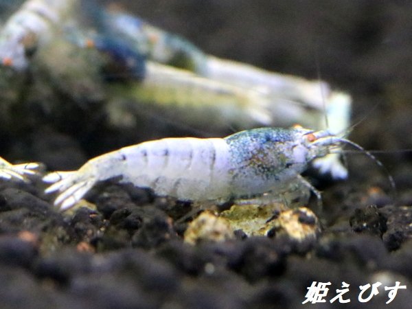 画像4: ECLIPSE turquoise(エクリプスターコイズ）　若個体 (4)