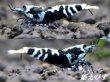 画像2: Ｂｌａｃｋｗｉｎｇ（ブラックウイング）ＴｙｐｅIII　♀２+♂１＝３匹（１匹は抱卵中）（縦ラインGalaxy Tiger日本ではレア品種です！！） (2)