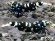 画像2: 日本での流通量の少ないレア品種！[Galaxy Tiger] forＢｌａｃｋｗｉｎｇ（ブラックウイング）ＴｙｐｅII　即戦力♀２+♂１＝３匹（１匹は抱卵中！！）　 (2)