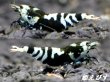 画像1: 日本での流通量の少ないレア品種！[Galaxy Tiger] forＢｌａｃｋｗｉｎｇ（ブラックウイング）ＴｙｐｅII　即戦力♀２+♂１＝３匹（１匹は抱卵中！！）　 (1)