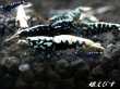 画像2: Black Galaxy Fishborn（ブラックカオス系統）5匹セット (2)