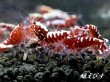 画像2: Red Fishbornレッドフィッシュボーン　１０匹繁殖セット (2)