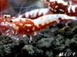 画像4: Red Fishbornレッドフィッシュボーン　１０匹繁殖セット (4)