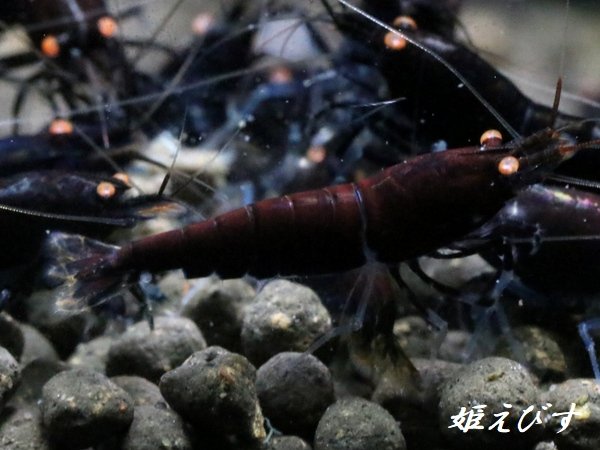 画像3: ＜数量限定！＞ブラックダイヤゴールドアイ（５匹） (3)