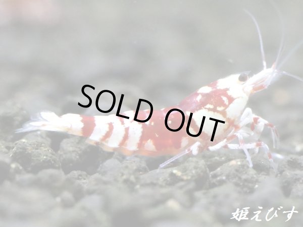 画像2: SARASA　Tiger（サラサタイガー）抱卵ペア＝２匹（根強い人気！赤勝ちペアです！！） (2)