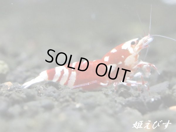 画像4: SARASA　Tiger（サラサタイガー）抱卵ペア＝２匹（根強い人気！赤勝ちペアです！！） (4)