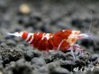 画像1: ＜＜限定出品！！＞＞Red ECLIPSE Shrimp(レッドエクリプス）　抱卵ペア＝２匹　 (1)