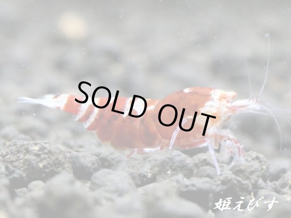 画像1: ＜＜限定出品！！＞＞Red ECLIPSE Shrimp(レッドエクリプス）　抱卵ペア＝２匹　 (1)