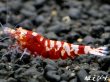 画像4: ＜＜限定出品！！＞＞Red ECLIPSE Shrimp(レッドエクリプス）　抱卵ペア＝２匹　 (4)