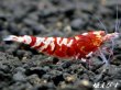 画像3: ＜＜限定出品！！＞＞Red ECLIPSE Shrimp(レッドエクリプス）　抱卵ペア＝２匹　 (3)