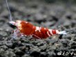 画像2: ＜＜限定出品！！＞＞Red ECLIPSE Shrimp(レッドエクリプス）　抱卵ペア＝２匹　 (2)