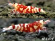 画像3: SARASA　Tiger（サラサタイガー）♀２+♂１＝３匹 (3)