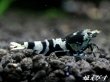 画像1: Black ECLIPSE Shrimp(ブラックエクリプス）　ハイグレード♀１匹 (1)