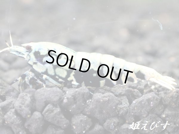 画像2: Black Galaxy Fishborn（ブラックカオス系統）　派手柄（ボアタイプ）　即戦力ペア＝２匹　（縞脚のスパイダーレッグ！） (2)