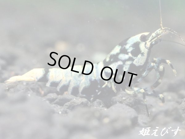 画像4: Black Galaxy Fishborn（ブラックカオス系統）　派手柄（ボアタイプ）　即戦力ペア＝２匹　（縞脚のスパイダーレッグ！） (4)