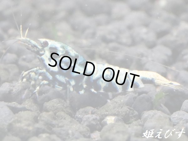 画像4: Black Galaxy Zebra（ブラックカオス系統）　[ハイグレード]即戦力ペア＝２匹 (4)